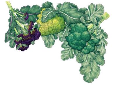 All About Growing Broccoli Image